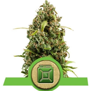 Royal Queen Seeds - Diesel Auto