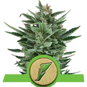 Royal Queen Seeds - Quick One Auto