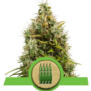 Royal Queen Seeds - Royal AK Auto