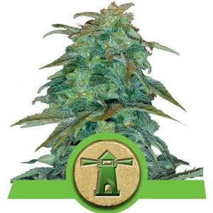 Royal Queen Seeds - Royal Haze Auto