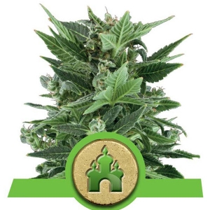 Royal Queen Seeds - Royal Kush Auto