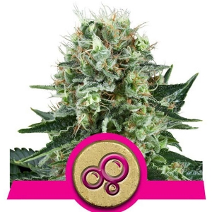Royal Queen Seeds - Bubble Kush