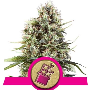 Royal Queen Seeds - Chocolate Haze