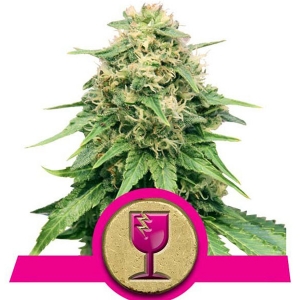 Royal Queen Seeds - Critical