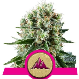 Royal Queen Seeds - Critical Kush