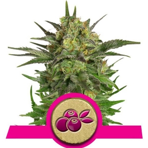 Royal Queen Seeds - Haze Berry