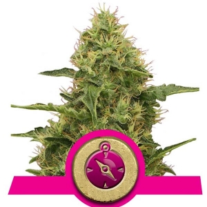 Royal Queen Seeds - Northern Light