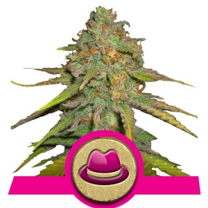 Royal Queen Seeds - O.G.Kush