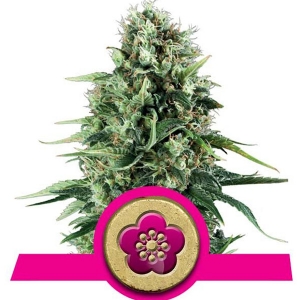 Royal Queen Seeds - Power Flower