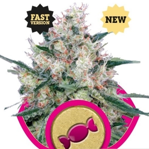 Royal Queen Seeds - Honey Cream Fast Version
