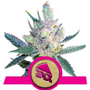 Royal Queen Seeds - Royal Cheese Fast Version