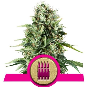 Royal Queen Seeds - Royal AK
