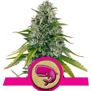 Royal Queen Seeds - Royal Moby