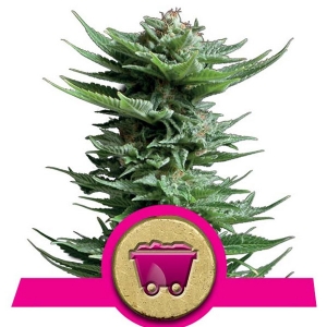 Royal Queen Seeds - Shining Silver Haze
