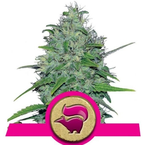 Royal Queen Seeds - Skunk XL