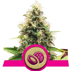 Royal Queen Seeds - Somango XL