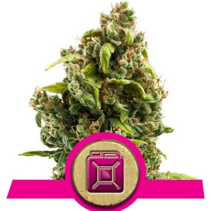 Royal Queen Seeds - Sour Diesel