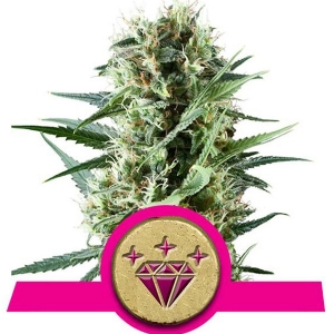 Royal Queen Seeds - Special Kush 1