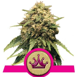 Royal Queen Seeds - Special Queen 1
