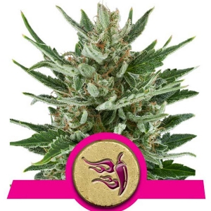 Royal Queen Seeds - Speedy Chile Fast Version
