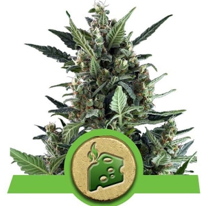 Royal Queen Seeds - Blue Cheese Auto