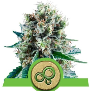 Royal Queen Seeds - Bubble Kush Auto