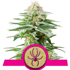 Royal Queen Seeds - White Widow
