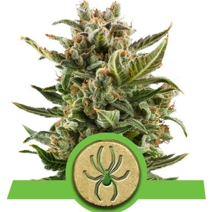 Royal Queen Seeds - White Widow Auto