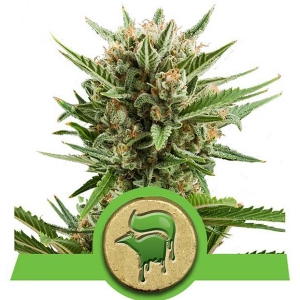 Royal Queen Seeds - Sweet Skunk Auto
