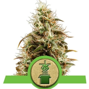 Royal Queen Seeds - Royal Jack Auto