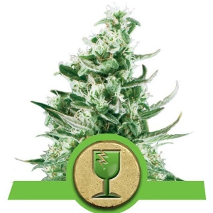 Royal Queen Seeds - Royal Critical Auto