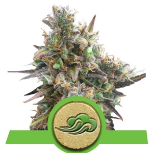 Royal Queen Seeds - Royal Bluematic Auto
