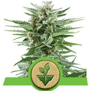 Royal Queen Seeds - Easy Bud Auto