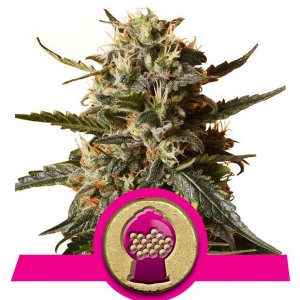 Royal Queen Seeds - Bubblegum XL