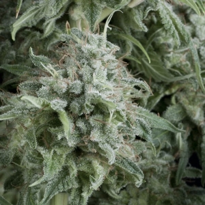 Pyramid Seeds - Anubis Auto