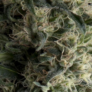 Pyramid Seeds - Galaxy Auto