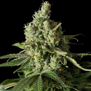 Dinafem - Moby Dick CBD
