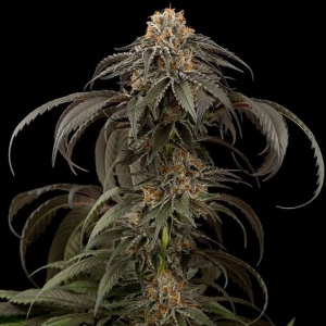 Dinafem - Purple Afghan Kush