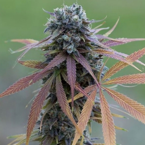 Dinafem - Blue Kush Auto