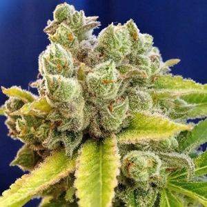 Devil s Harvest Seeds - Casey Jones