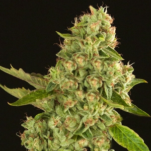 Devil s Harvest Seeds - Kuchi