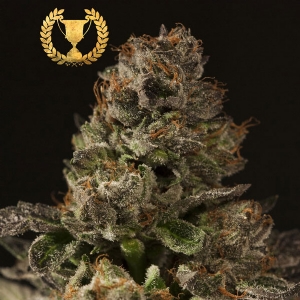 Devil s Harvest Seeds - Strawberry Sour Diesel