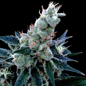 DNA Genetics - Double Alien 18