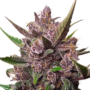 Dutch Passion - Blackberry Kush Auto