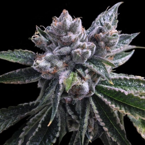 DNA Genetics - El Fuego Auto