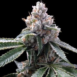 DNA Genetics - Florida Lemons