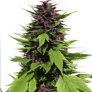 Dutch Passion - Frisian Duck