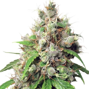 Dutch Passion - Euforia Auto