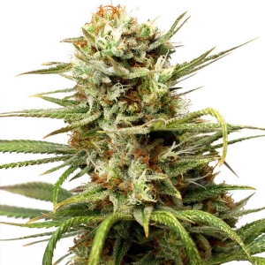 Dutch Passion - White Widow Auto