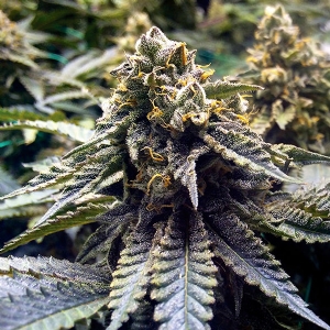 Humboldt Seed Organization - Chocolate Mint OG - Fem